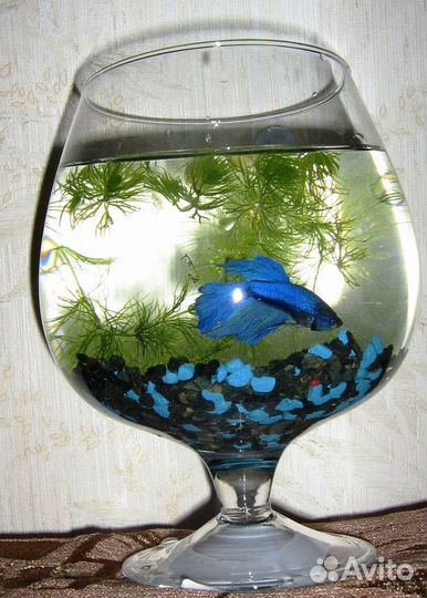 Мини аквариумы с рыбкой. Отличный подарок