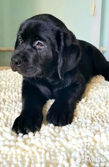Щенки лабрадора
