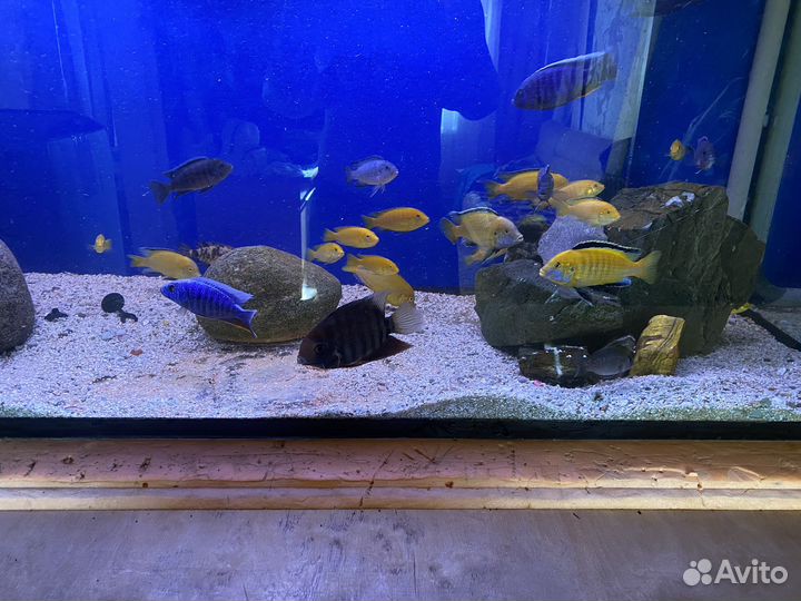 Аквариумные рыбки