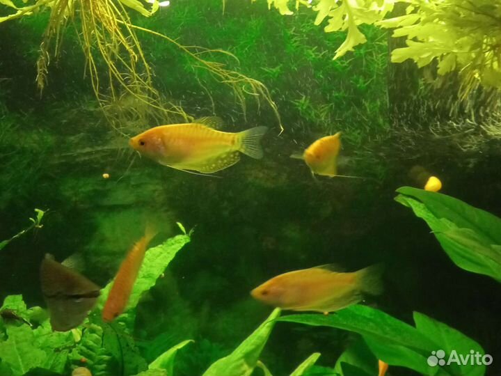 Аквариумные рыбы