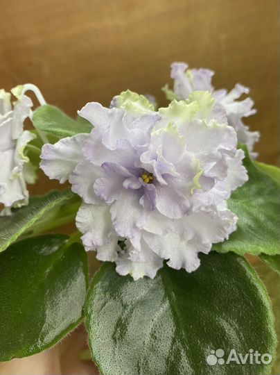 Сортовые фиалки