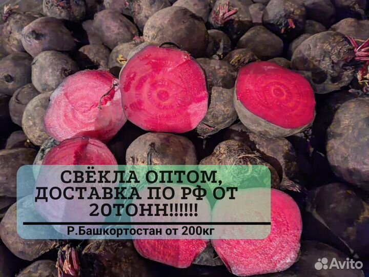 Свекла оптом от 20 тонн