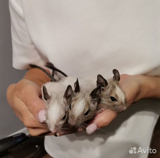 Дегу чилийская белочка