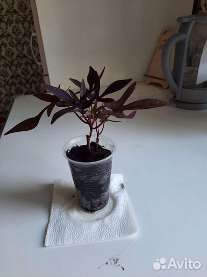 Ипомея батата