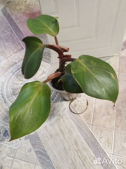 Филодендроны