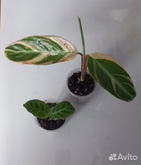 Калатея зебрина, строманта