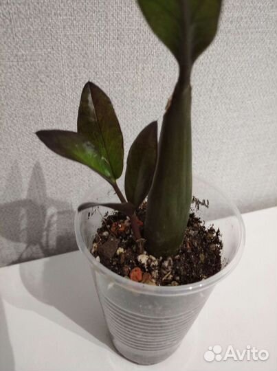 Замиокулькас сорт Черный ворон