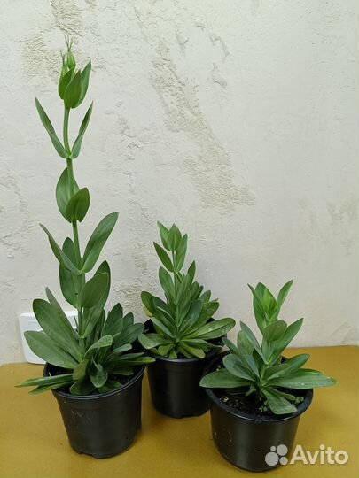 Эустома крупноцветковая - живой букет