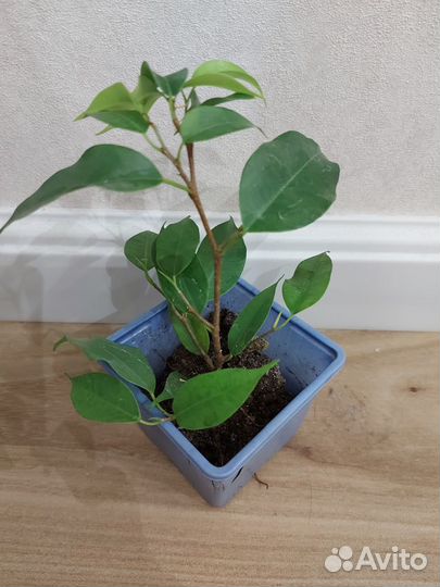 Фикус бенджамина