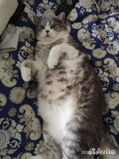 Отдам кота в добрые руки