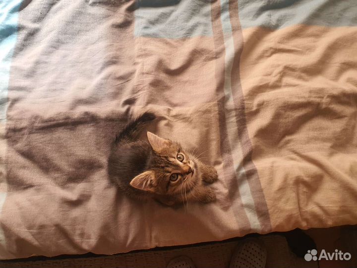 Котята в добрые руки бесплатно