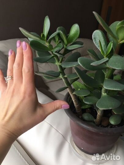 Толстянка денежное дерево