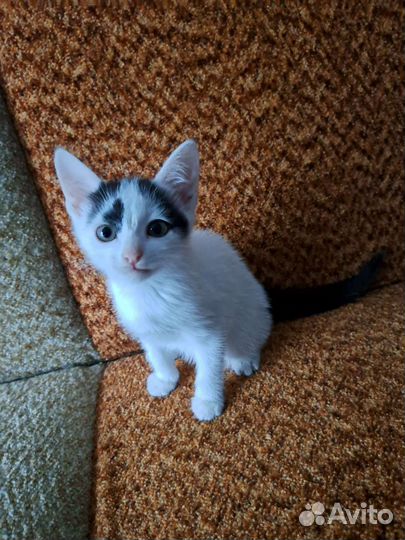 Кошки в добрые руки бесплатно