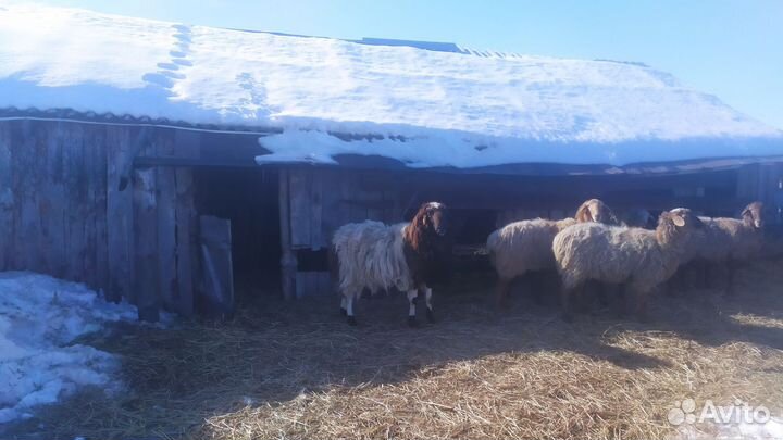 Баран на племя