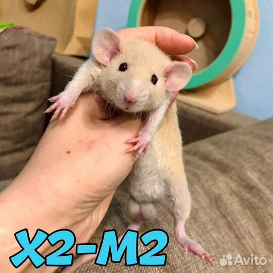 Крысята рыжие замечательные