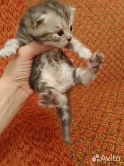 Котятки в добрые руки