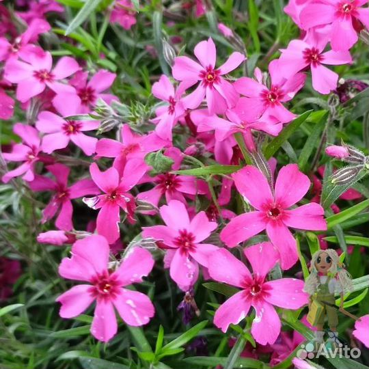 Флокс шиловидный, почвопокровные растения