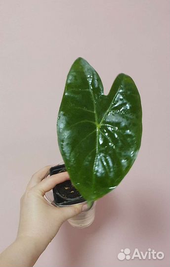 Алоказия Айвори Коаст, Полли