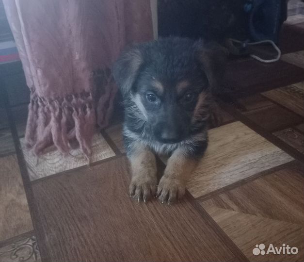 Немецкая овчарка