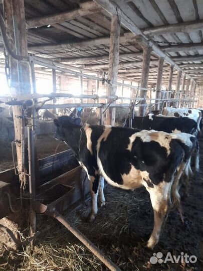 Бычки и телята