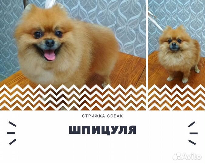 Стрижка кошек и собак