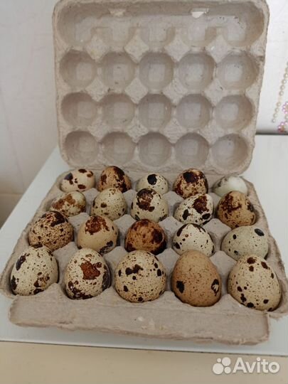 Яйца перепелиные домашние