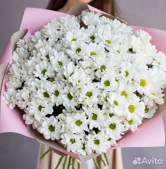 Хризантема Цветы Доставка