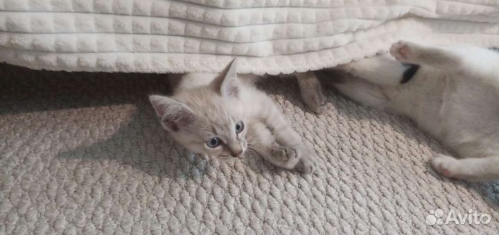 Котята сиамские метисы девочки