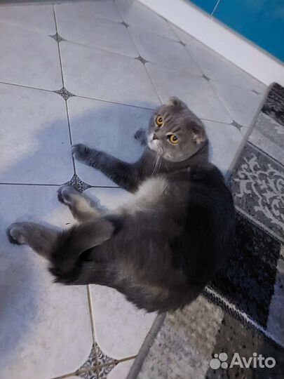 Британский вислоухий кот