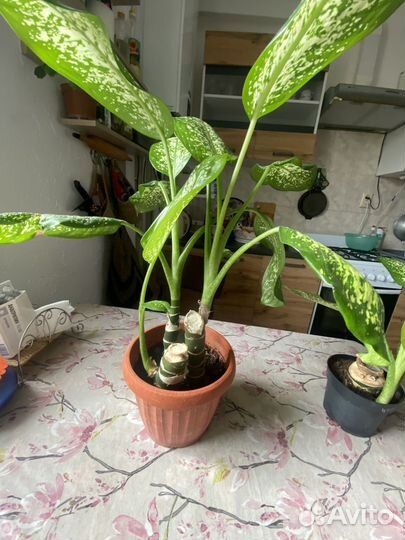 Диффенбахия