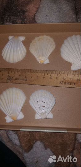 Морские ракушки раковины