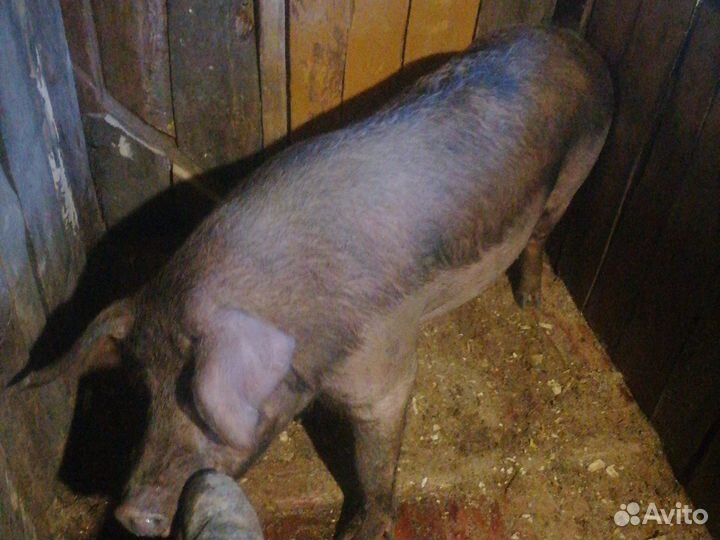 Хряк на племя