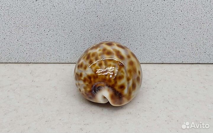 Ципрея Пантерина 6,60 морская ракушка раковина
