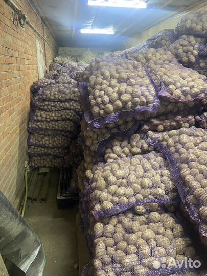 Семенной картофель