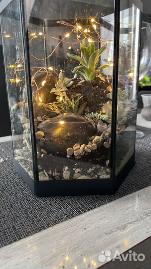 Флорариум/суккуленты/подарок