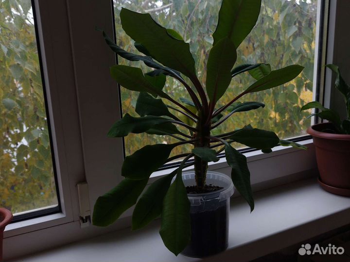 Молочай (пальма)