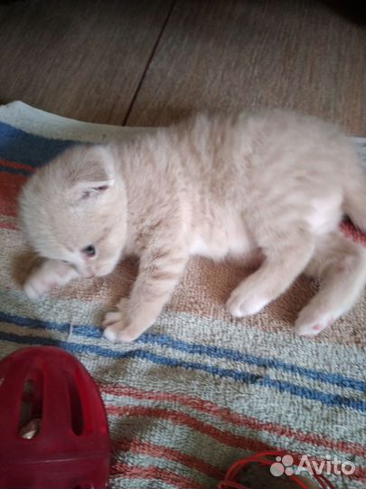 Очаровательные шотландики