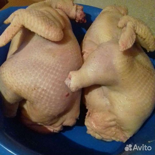 Мясо домашнего бройлера