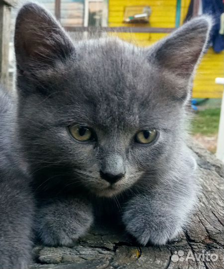 Кошечки