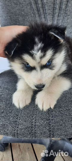 Щенки хаски