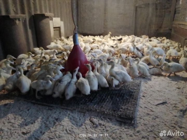 Утки муларды