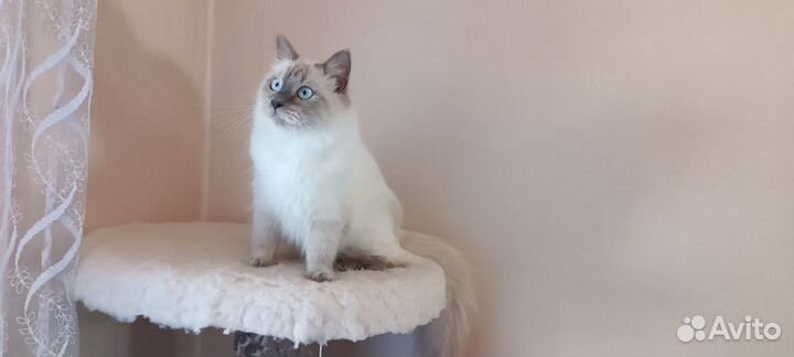 Невская маскарадная