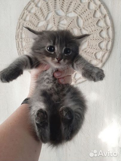 Котёнок (бронь)от кошки-мышеловки