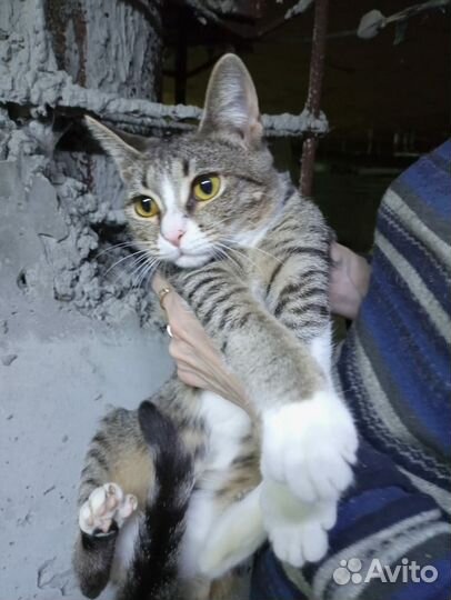 Котенок