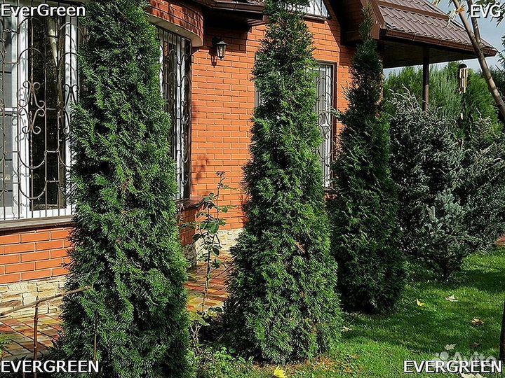 Туи колумна