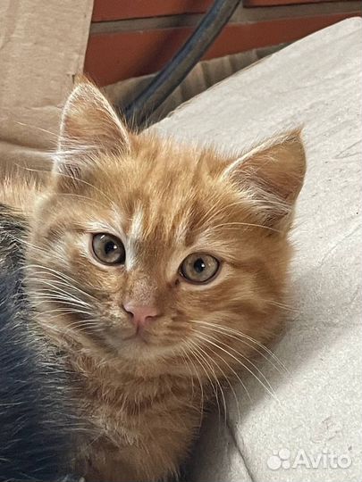 Рыжий котенок девочка