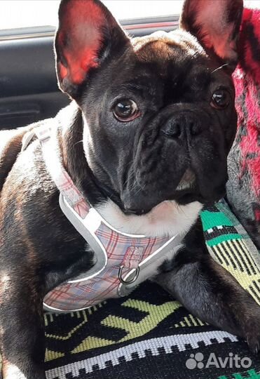 Французский бульдог девочка