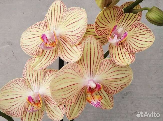Орхидея фаленопсис Торино