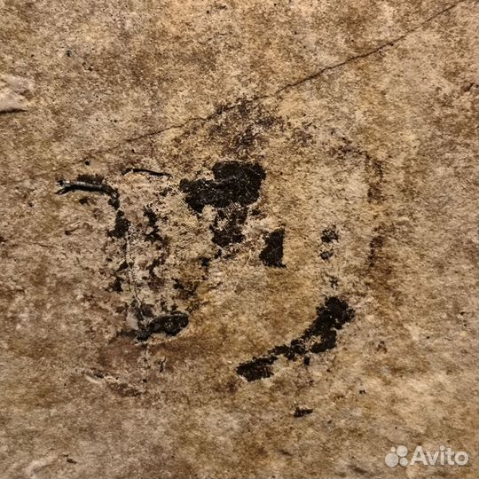 Отпечатки рыбы акантоды, 350 млн лет