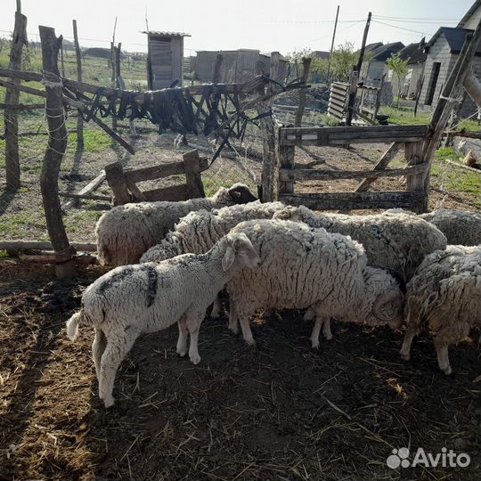 Овцы бараны